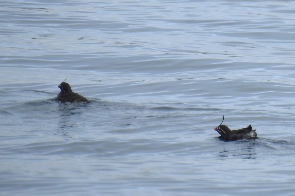 Whiskered Auklet - ML622249306