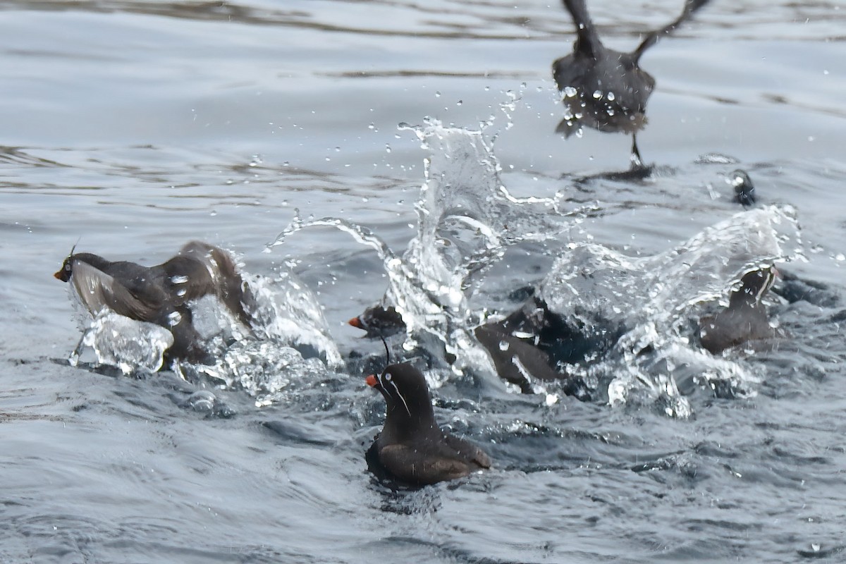 Whiskered Auklet - ML622249308