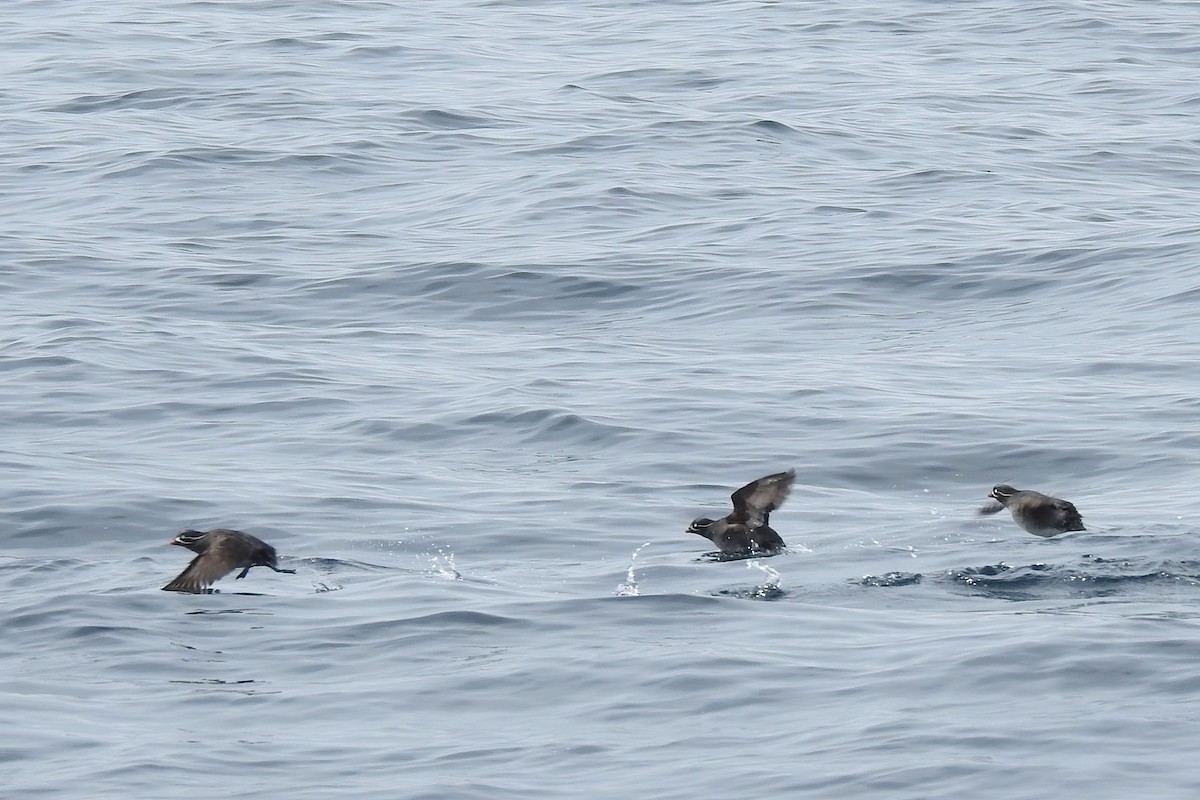 Whiskered Auklet - Hannah Clipp