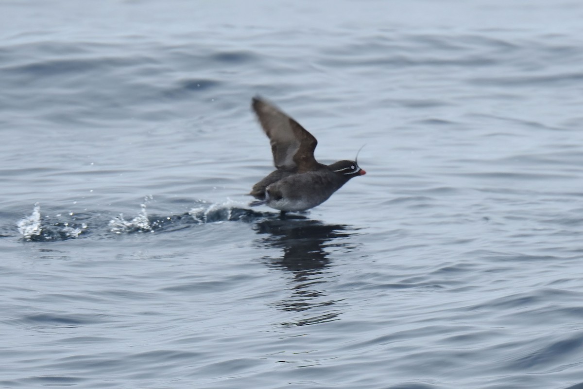 Whiskered Auklet - ML622249310