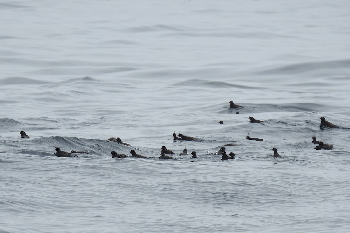 Whiskered Auklet - ML622249311