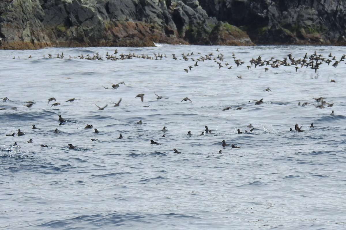 Whiskered Auklet - ML622249312