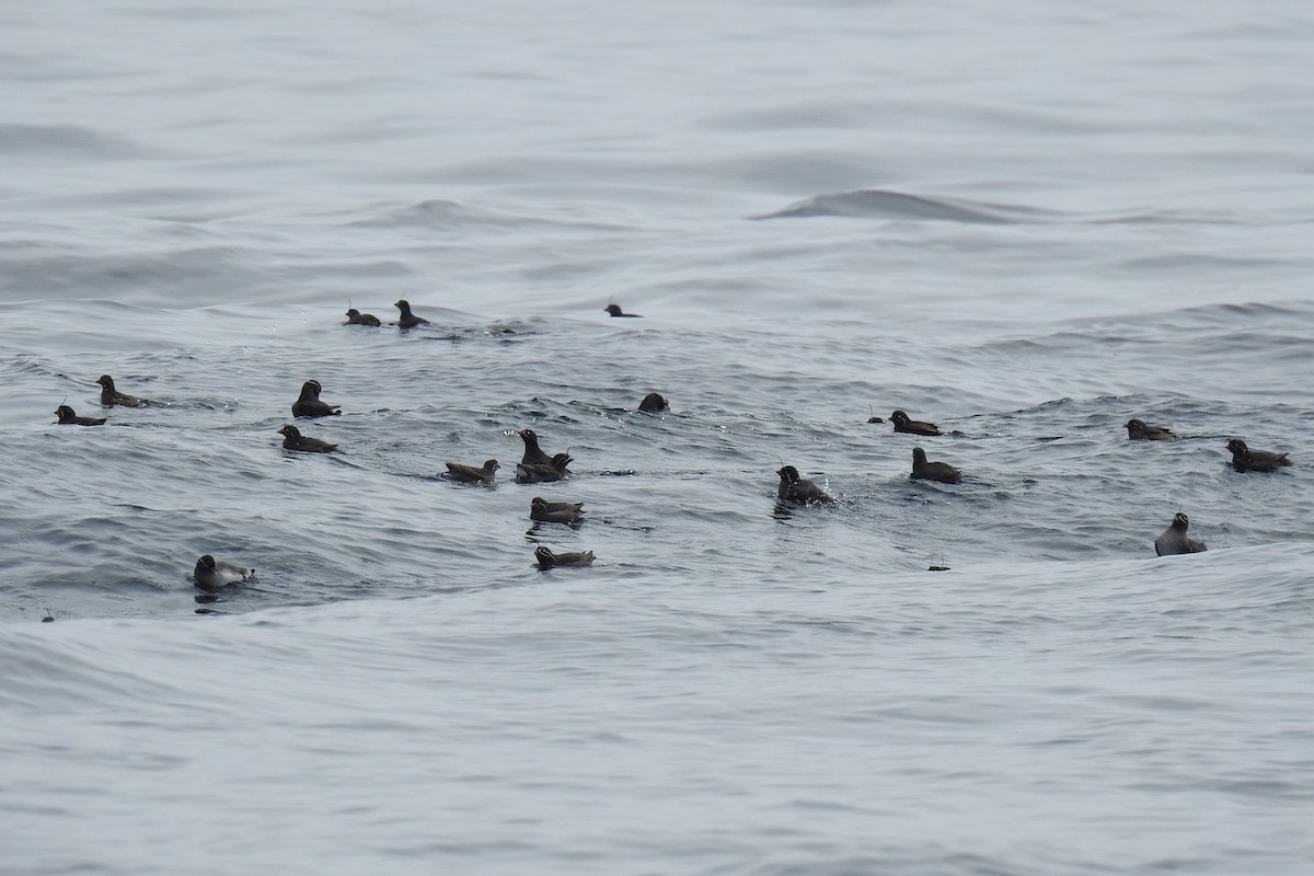 Whiskered Auklet - ML622249313