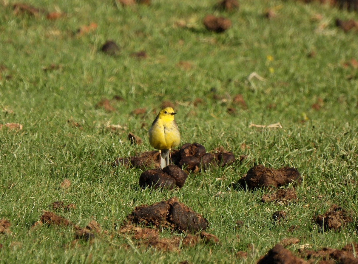 Citrine Wagtail - ML622249365