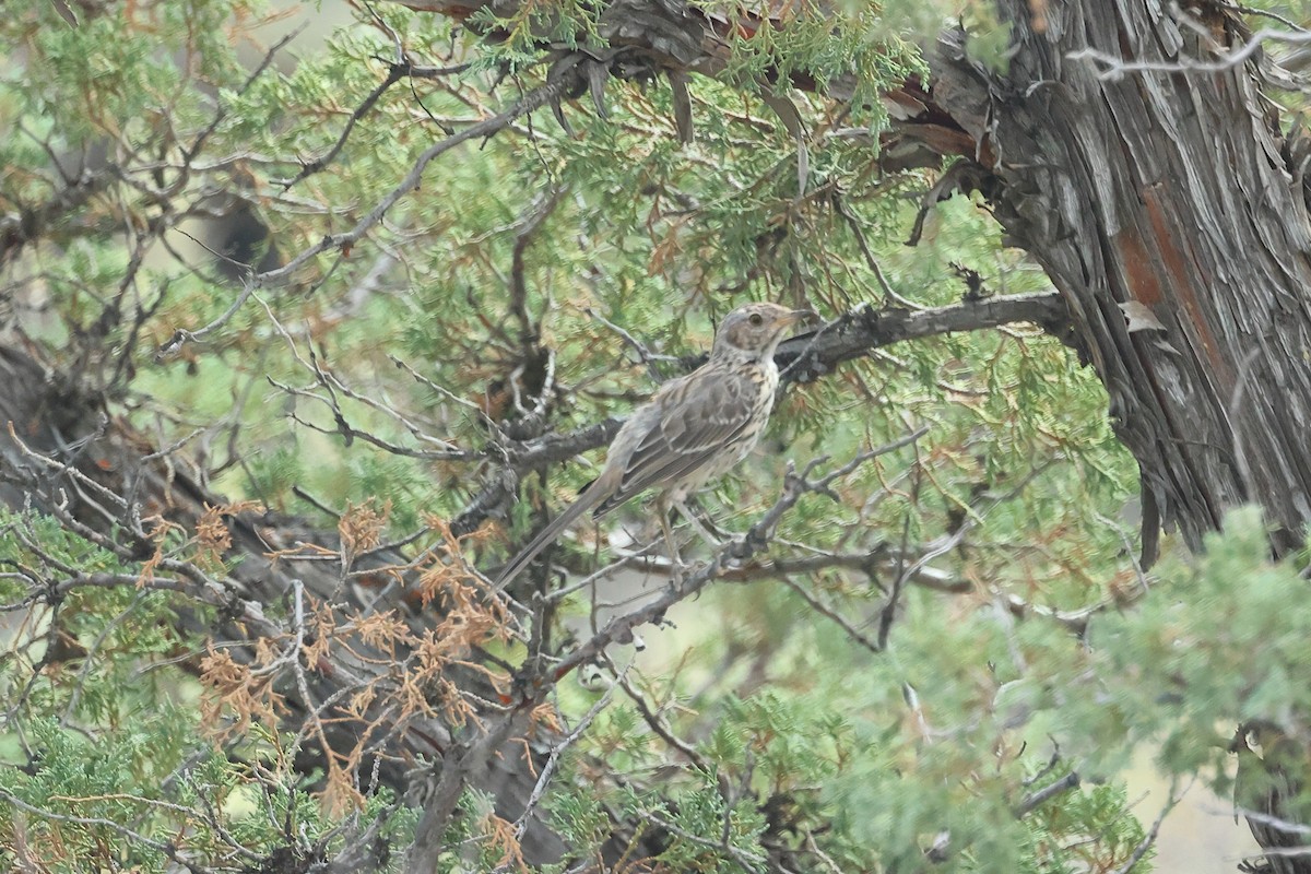 Sage Thrasher - ML622249425