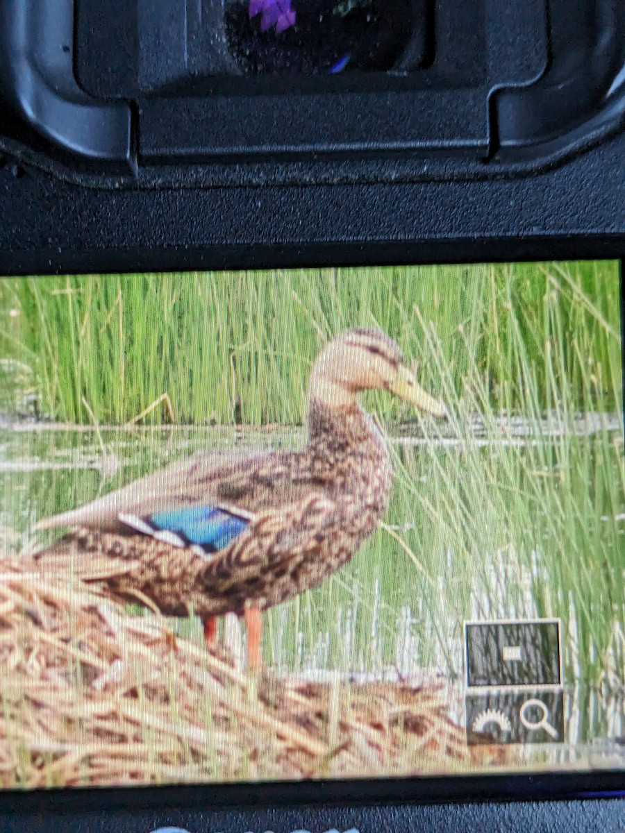 Mexican Duck - ML622249450
