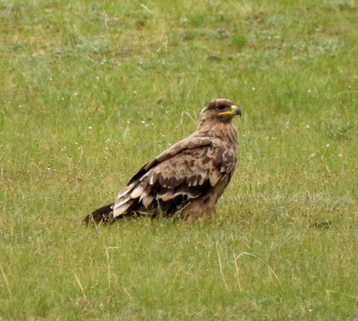 Steppe Eagle - ML622249472