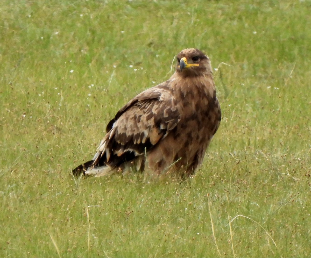 Steppe Eagle - Young Gul Kim