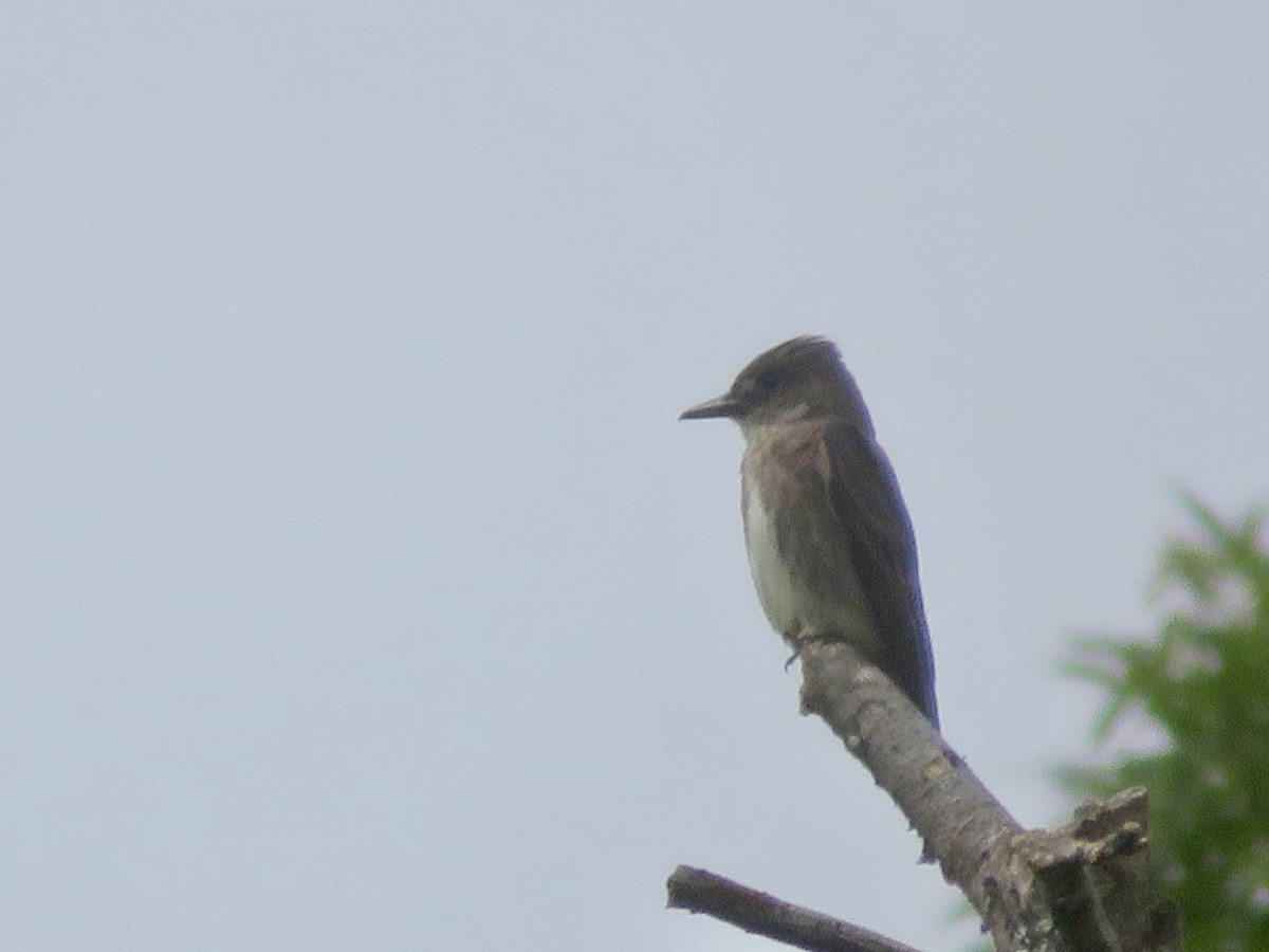 Olive-sided Flycatcher - ML622249489