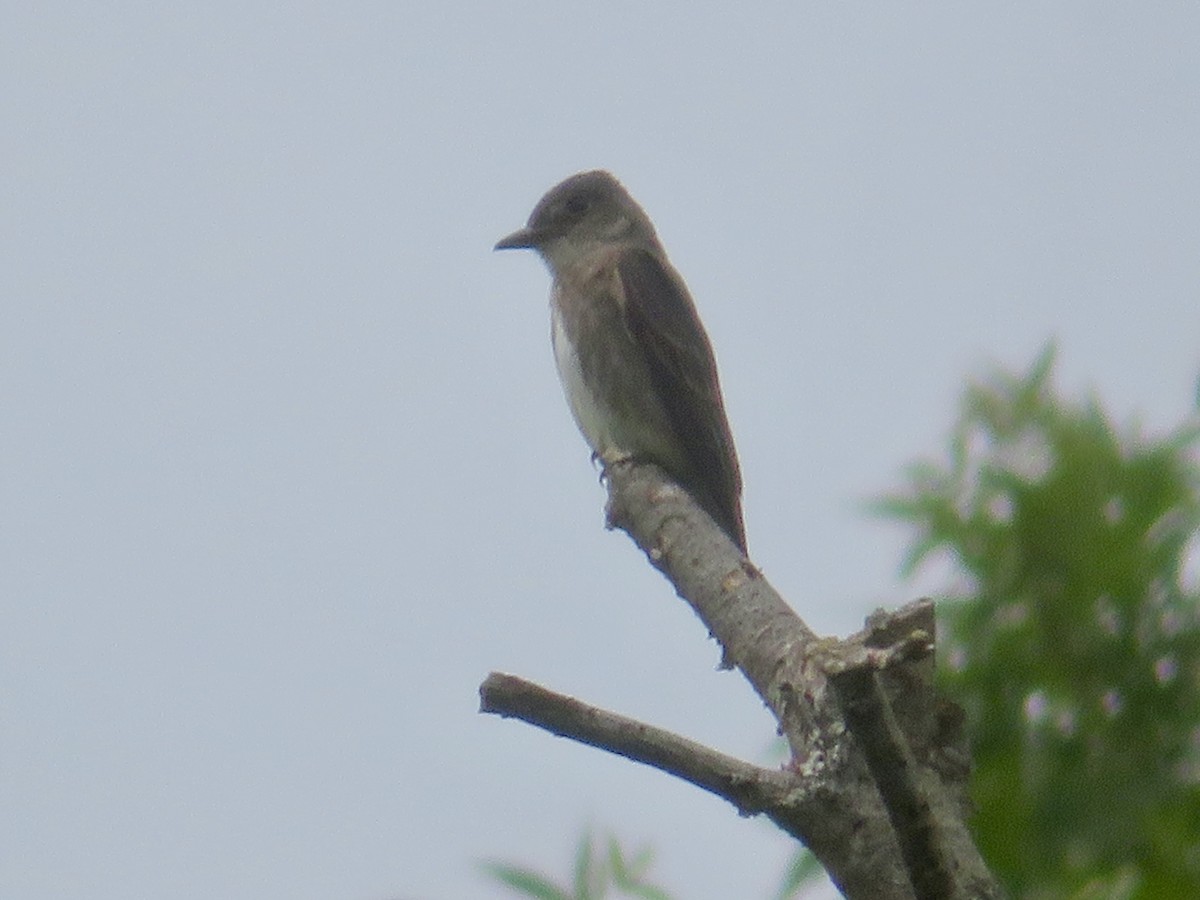 Olive-sided Flycatcher - ML622249490