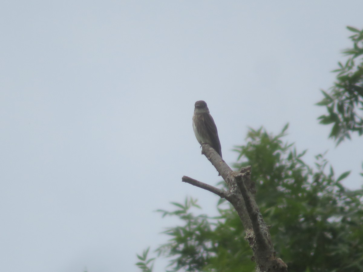 Olive-sided Flycatcher - ML622249491