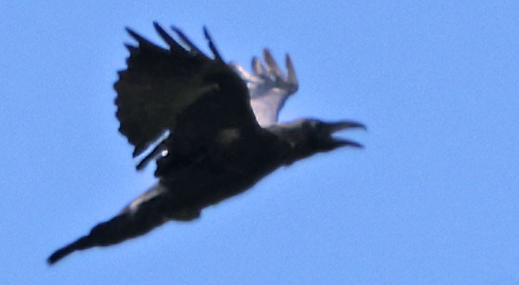 Common Raven - George Nothhelfer