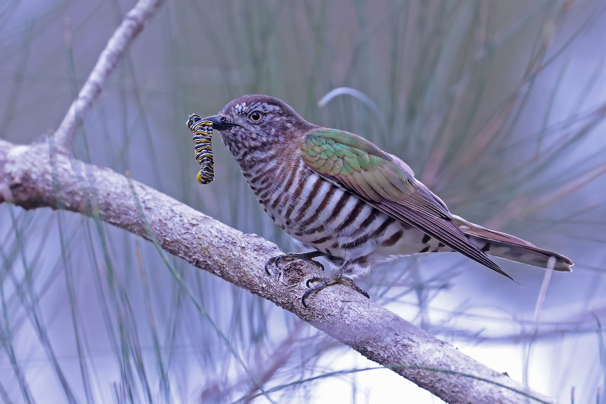 kukačka blýskavá (ssp. plagosus) - ML622249545