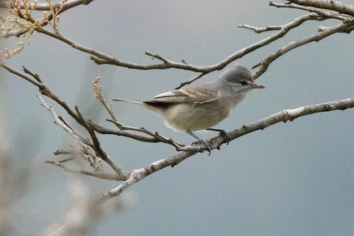 Southern Beardless-Tyrannulet - ML622249601