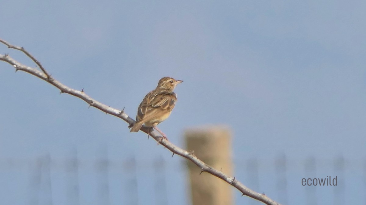 Jerdon's Bushlark - Mohan Raj K.