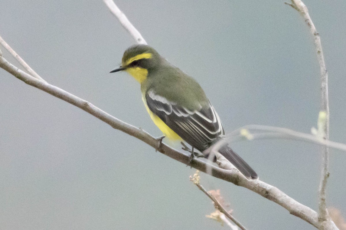 Yellow-browed Tyrant - ML622249635
