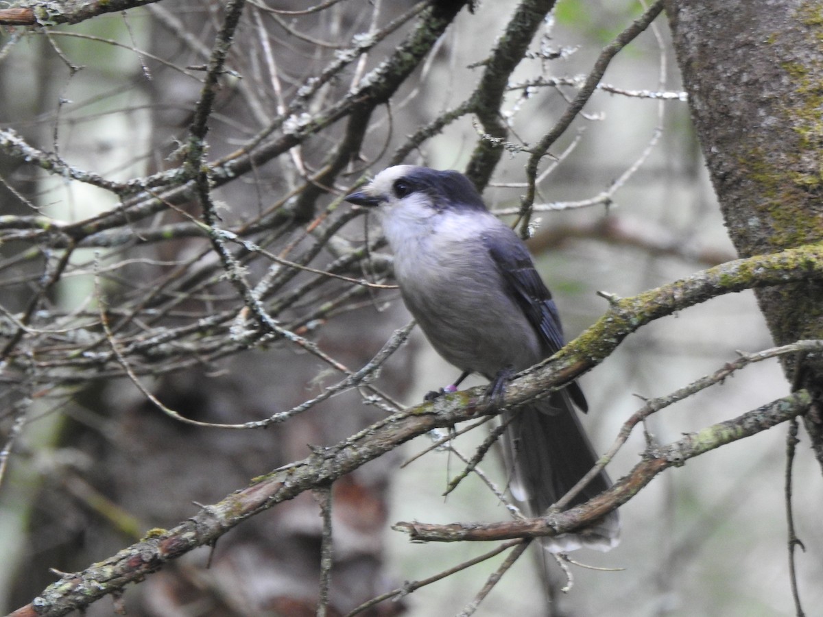 Canada Jay - ML622249654