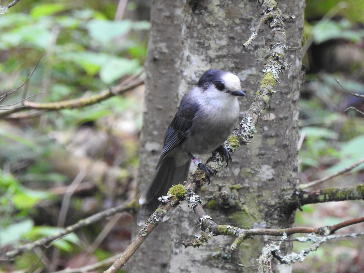 Canada Jay - ML622249655