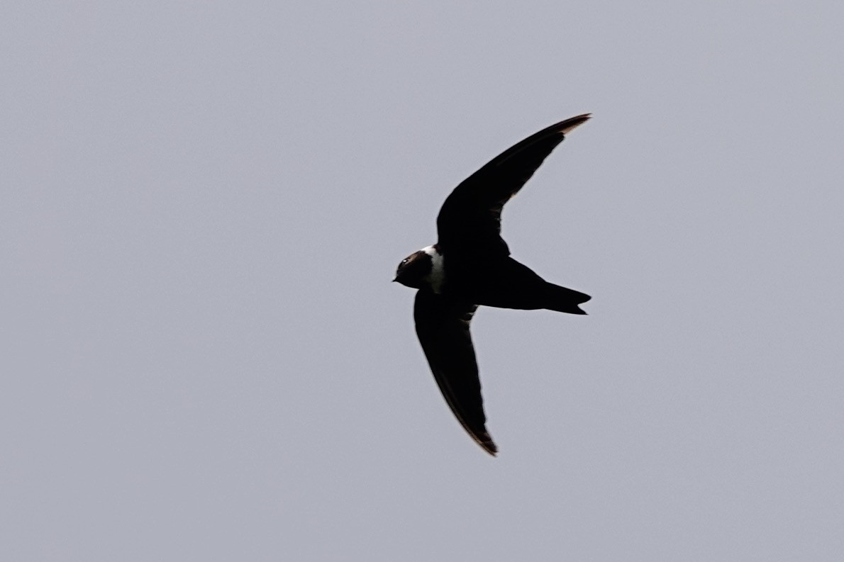 White-collared Swift - ML622249663