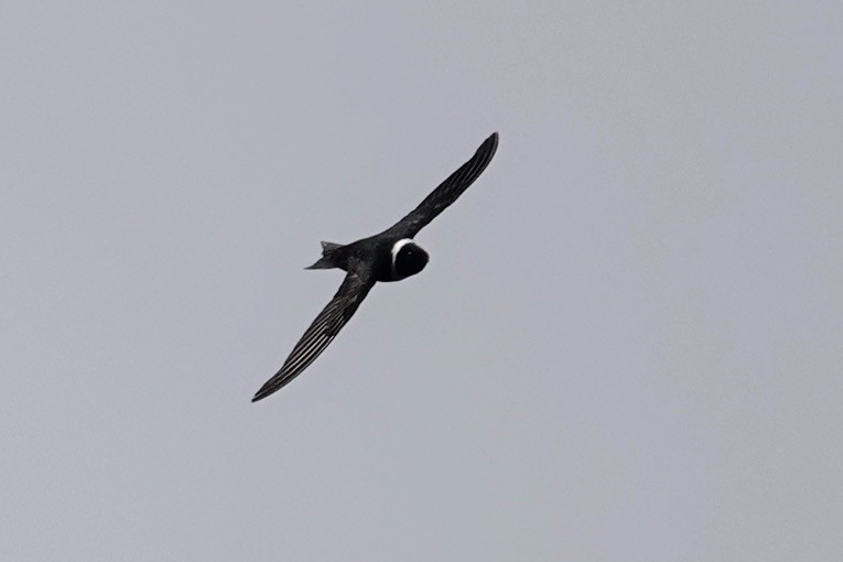 White-collared Swift - ML622249664