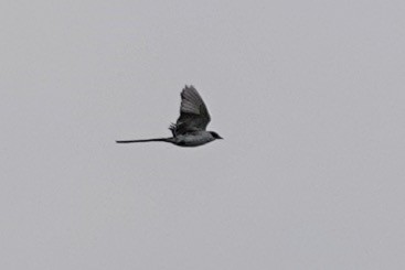 Fork-tailed Flycatcher - ML622249666