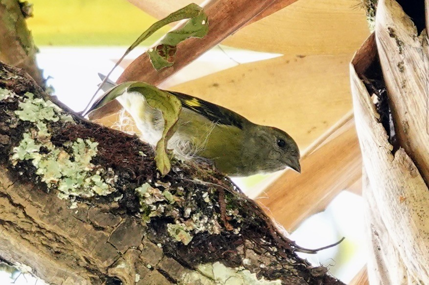 Hooded Siskin - ML622249670