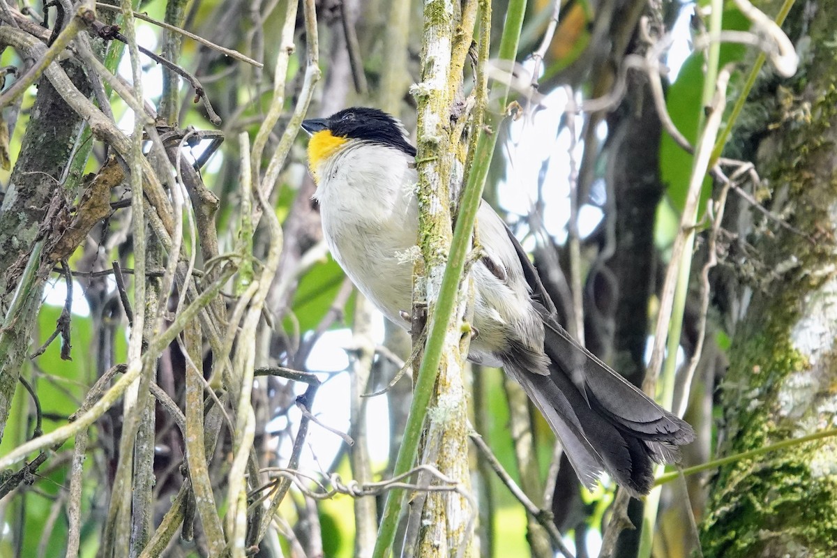 White-naped Brushfinch - ML622249677