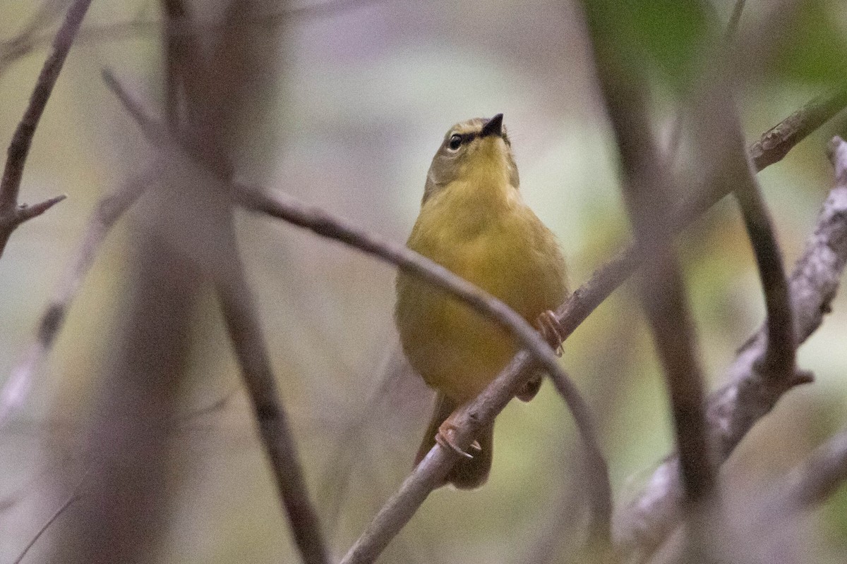 Two-banded Warbler - ML622249679