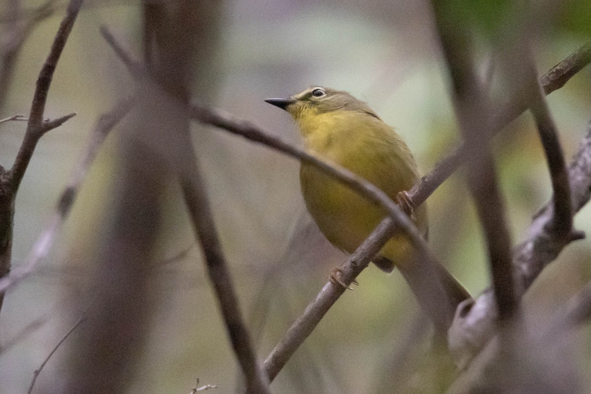 Two-banded Warbler - ML622249681