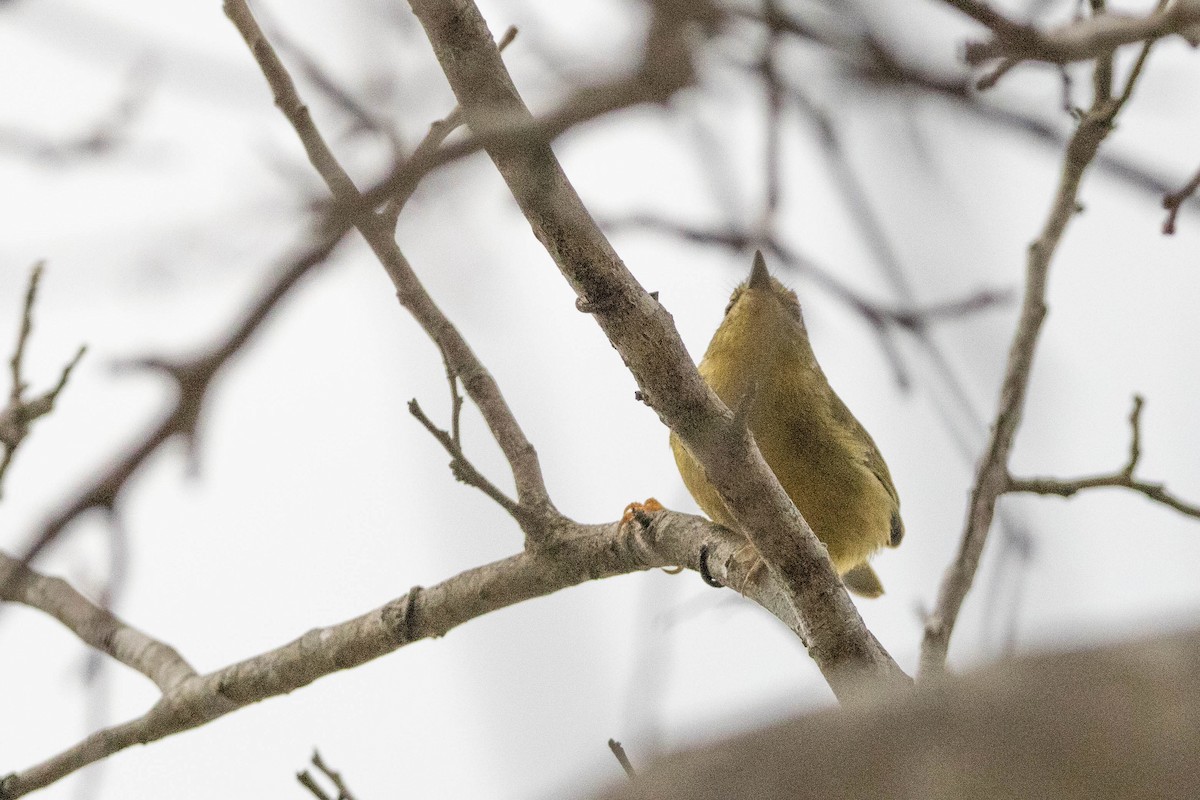 Two-banded Warbler - ML622249685