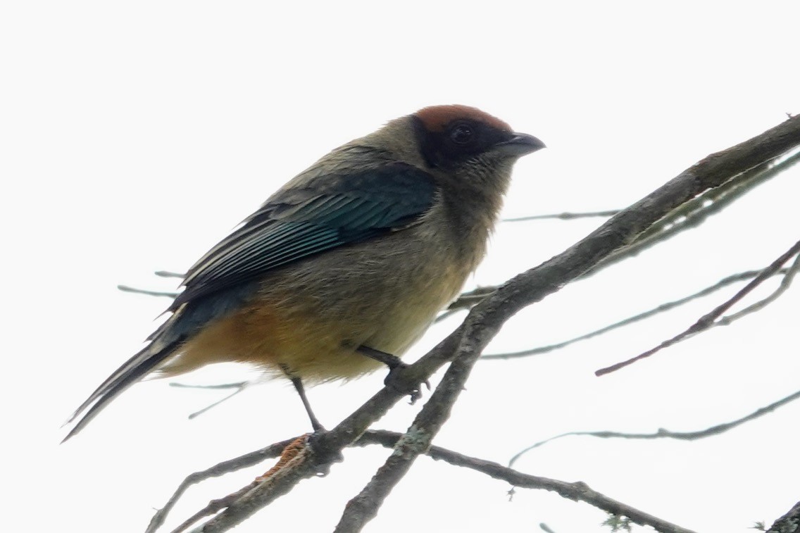 Scrub Tanager - ML622249689