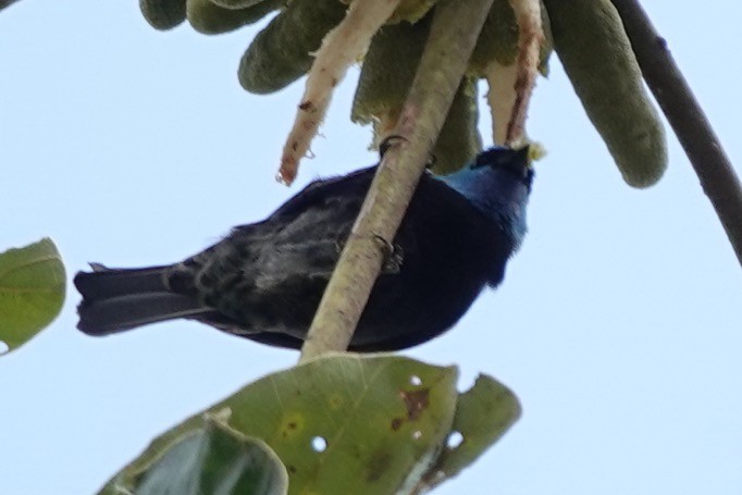 Blue-necked Tanager - ML622249707