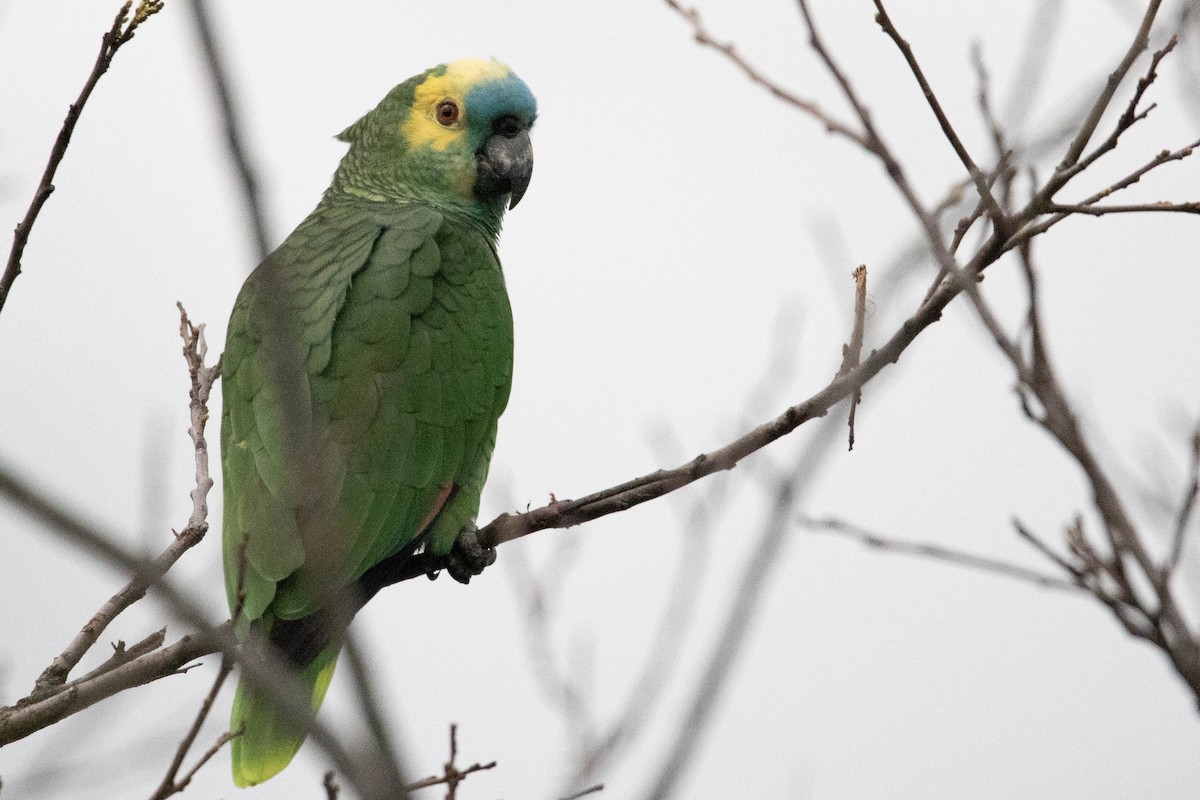 Turquoise-fronted Parrot - ML622249708