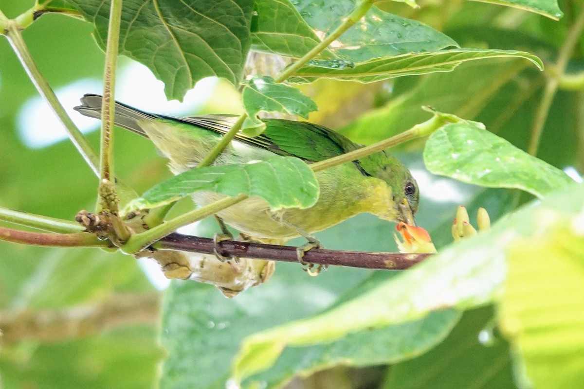 Green Honeycreeper - ML622249710