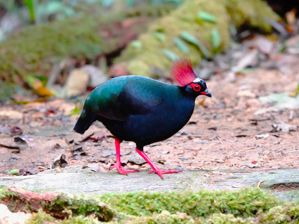 Crested Partridge - ML622249740