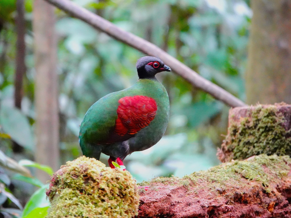 Crested Partridge - ML622249742