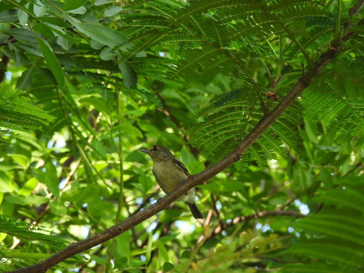 Thick-billed Vireo - ML622249760