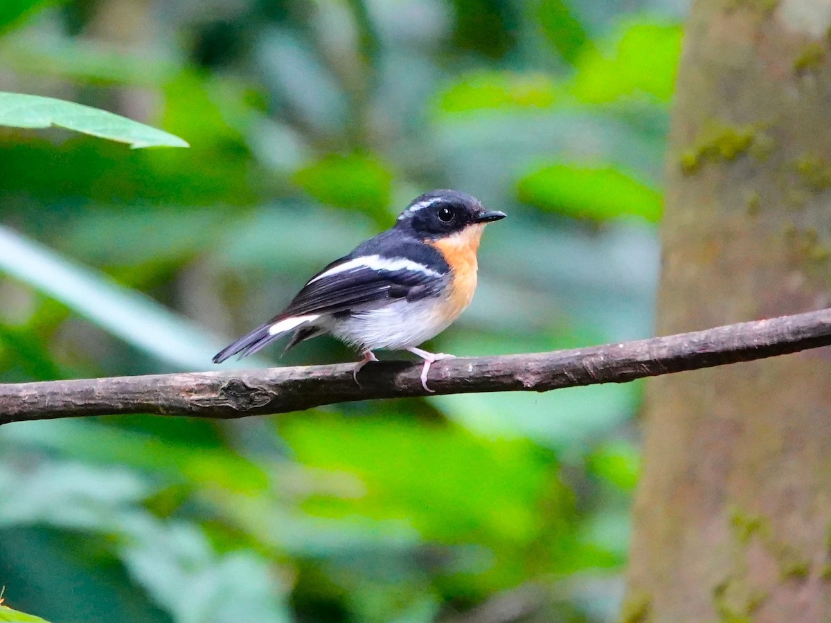 Rufous-chested Flycatcher - ML622249814