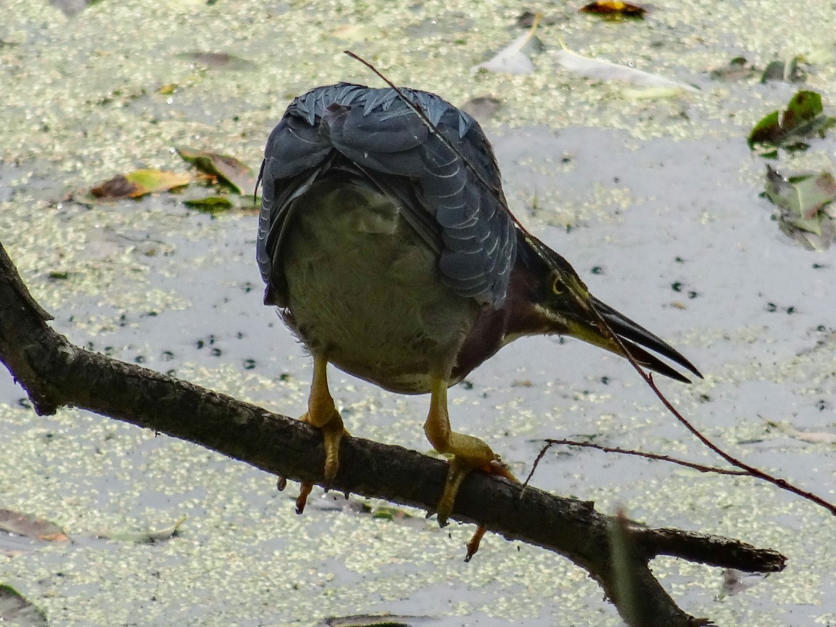 Green Heron - ML622249825