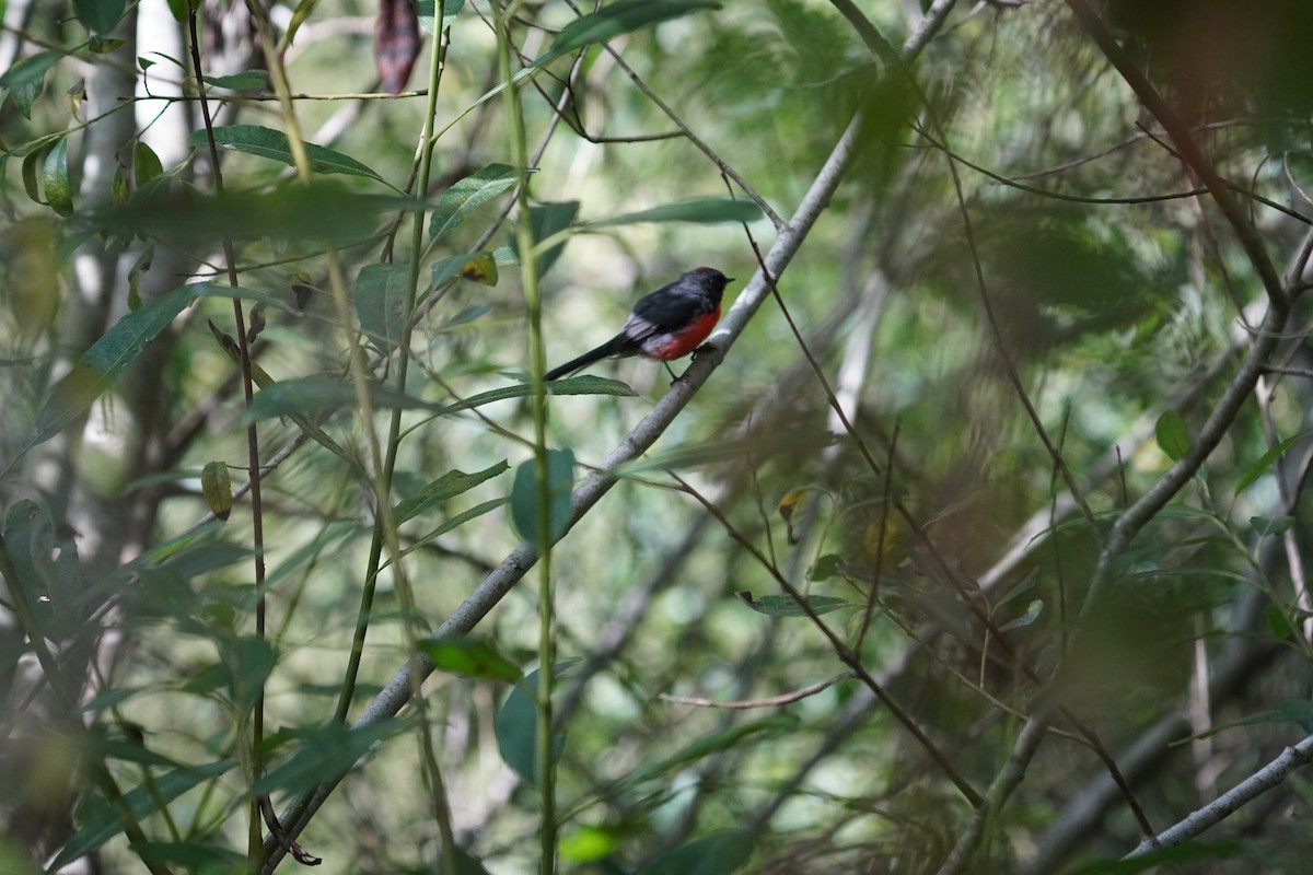 Slate-throated Redstart - ML622249848