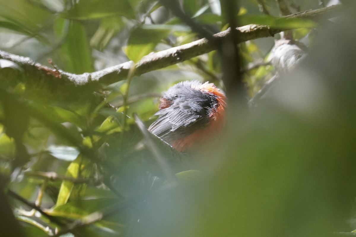 Slate-throated Redstart - ML622249857