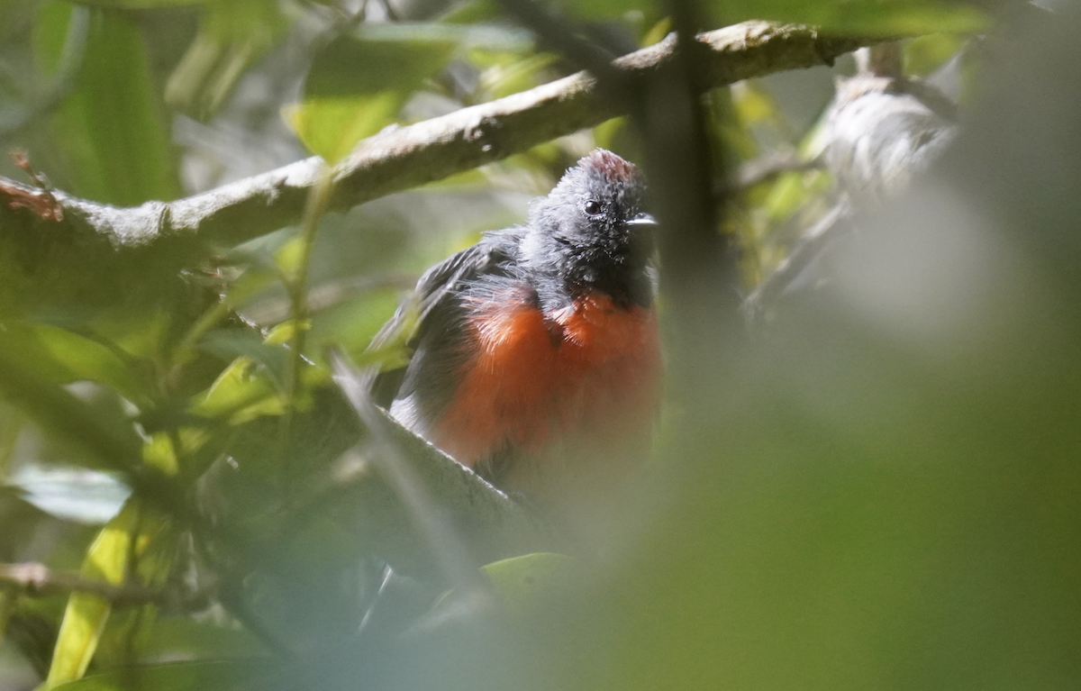 Slate-throated Redstart - ML622249866