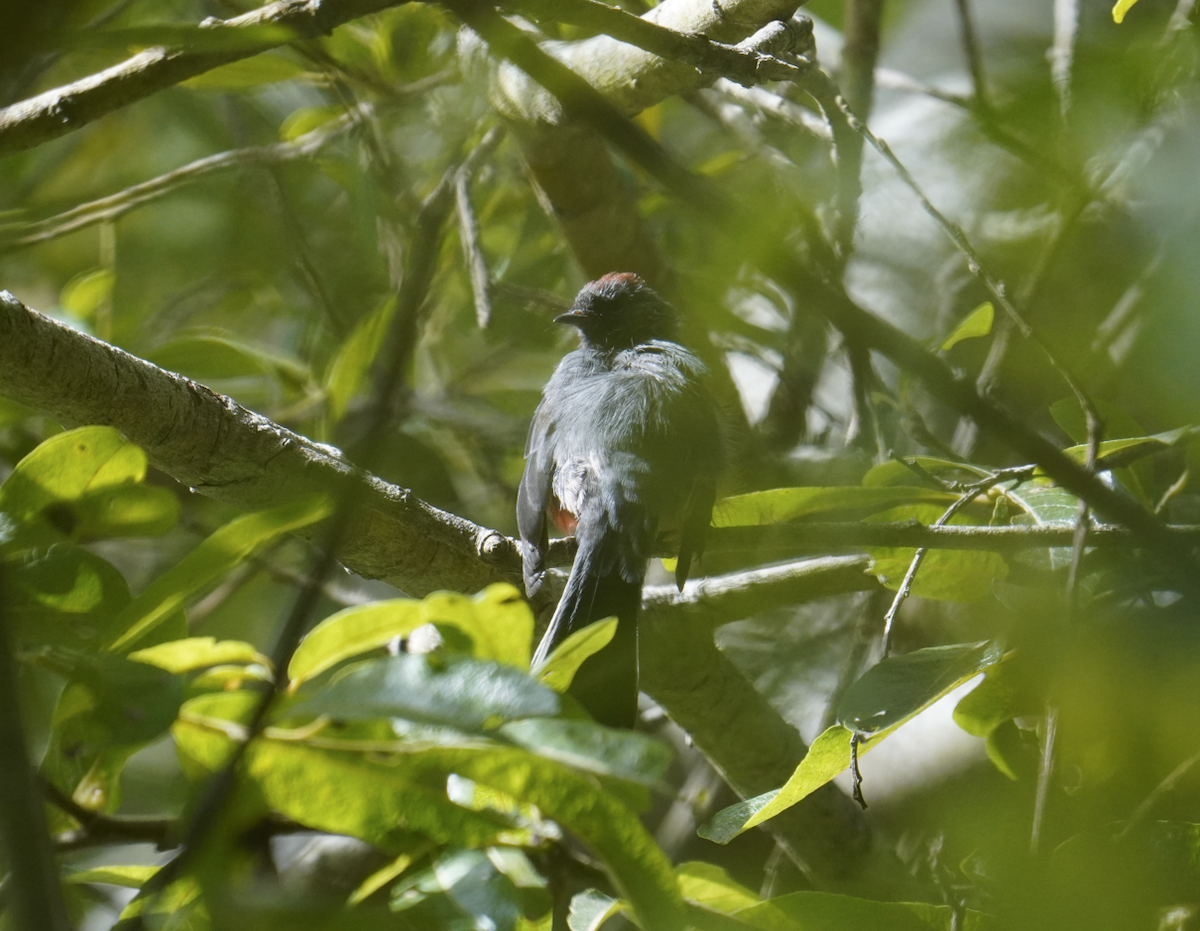 Slate-throated Redstart - ML622249867