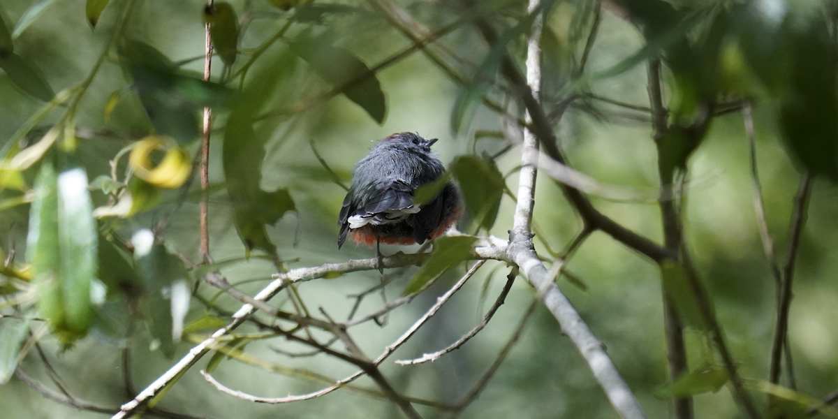 Slate-throated Redstart - ML622249869