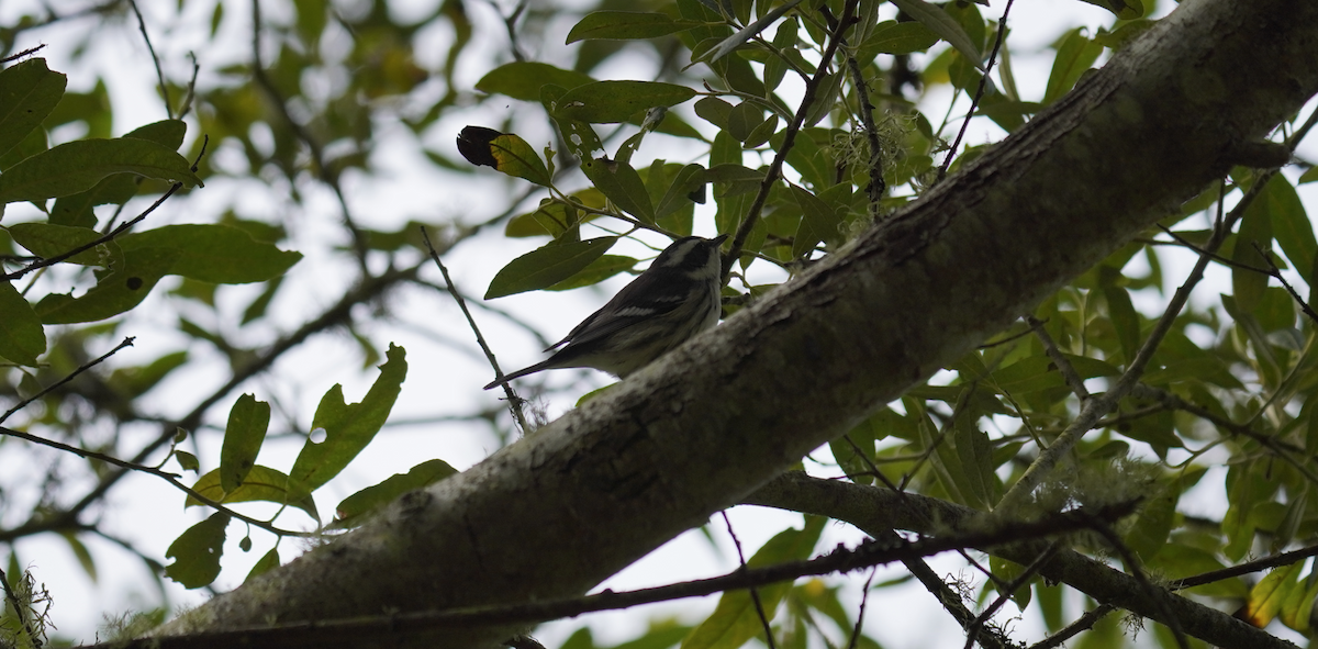 Black-throated Gray Warbler - ML622249872