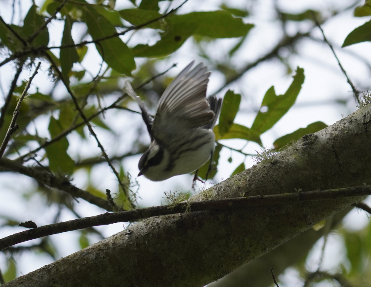 Black-throated Gray Warbler - ML622249876