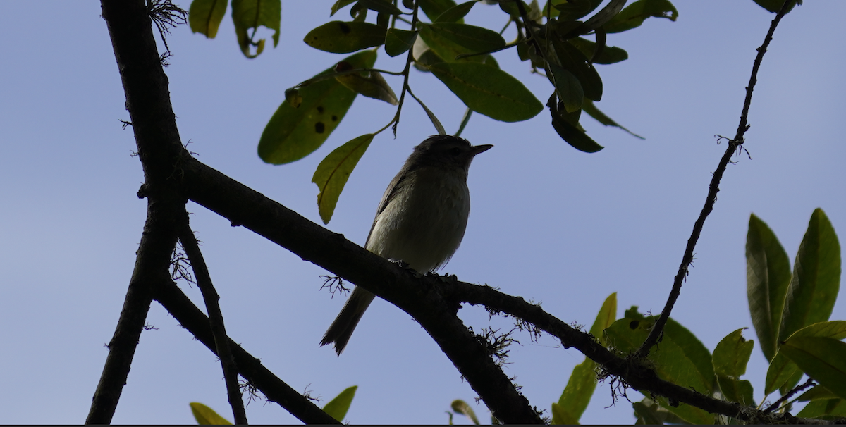 Warbling Vireo - ML622249878