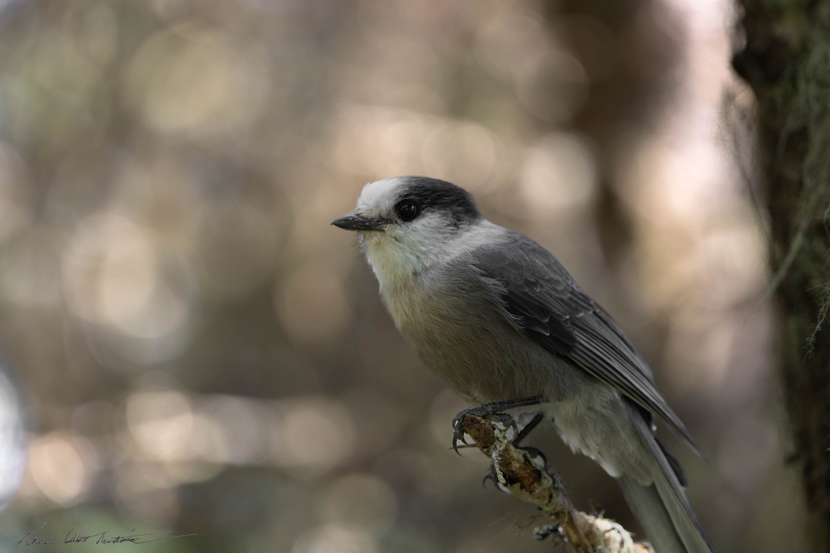 Canada Jay - ML622249909