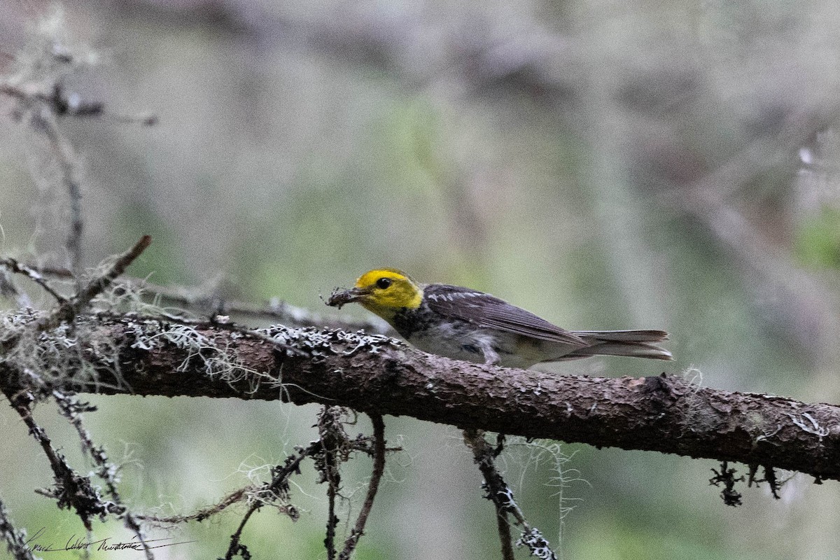 Black-throated Green Warbler - ML622249912