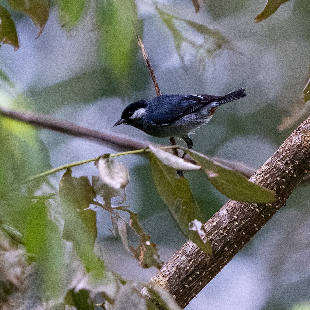 White-eared Conebill - ML622249932